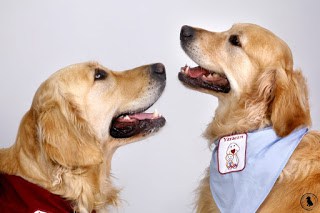 PERROS COMO TERAPIA EN ALUMNOS CON NECESIDADES ESPECIALES Y DISCAPACITADOS